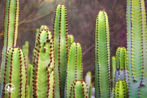 euphorbia hermes|euphorbien arten liste.